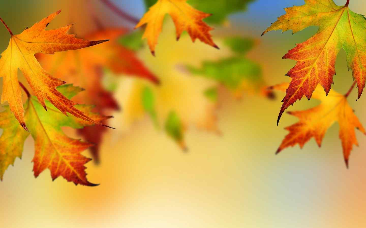 唯美的秋天的树叶高清桌面壁纸
