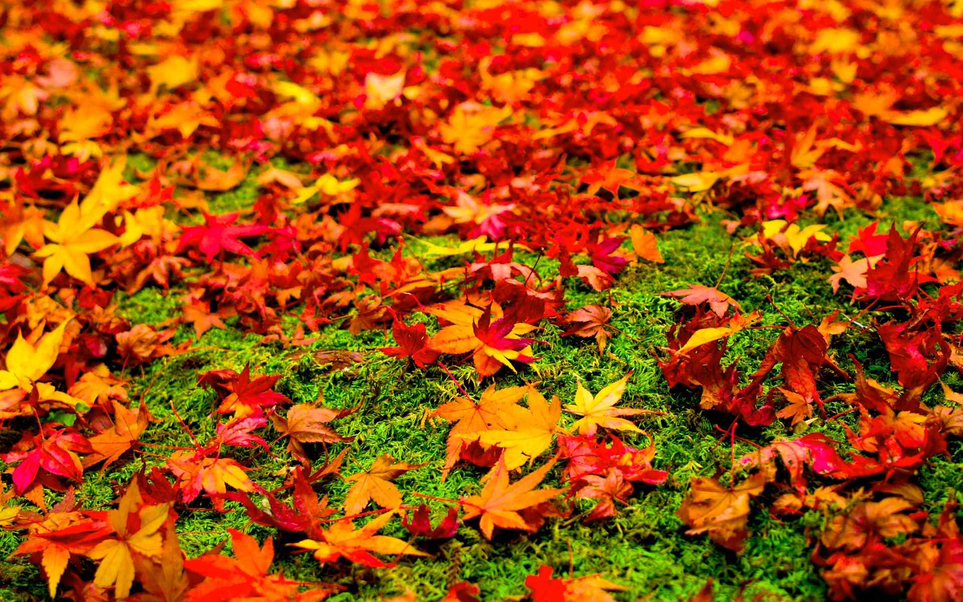 唯美的秋天的树叶高清桌面壁纸
