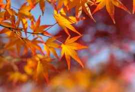 秋天唯美的树叶图