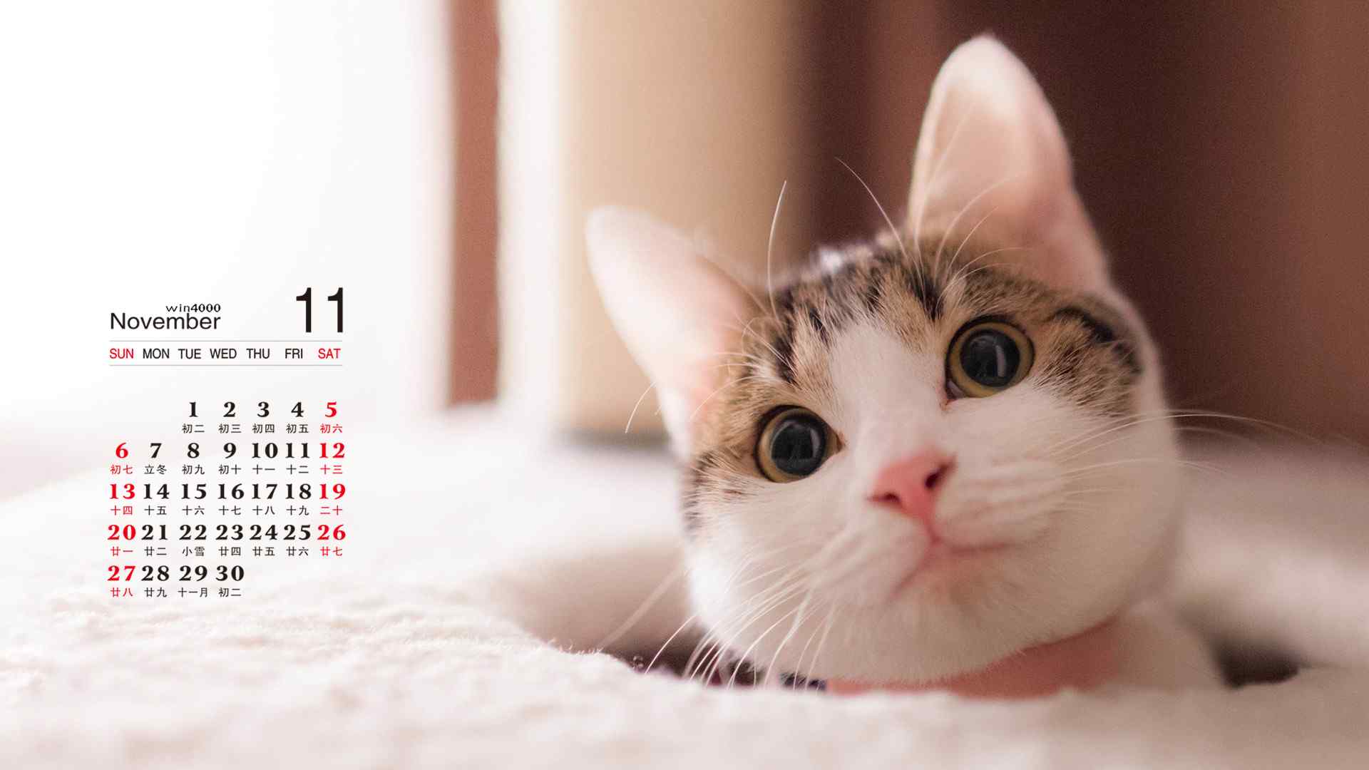 2016年11月日历壁纸之小猫咪桌面壁纸