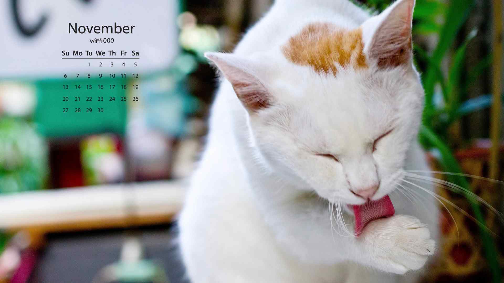 2016年11月日历壁纸之小猫咪桌面壁纸