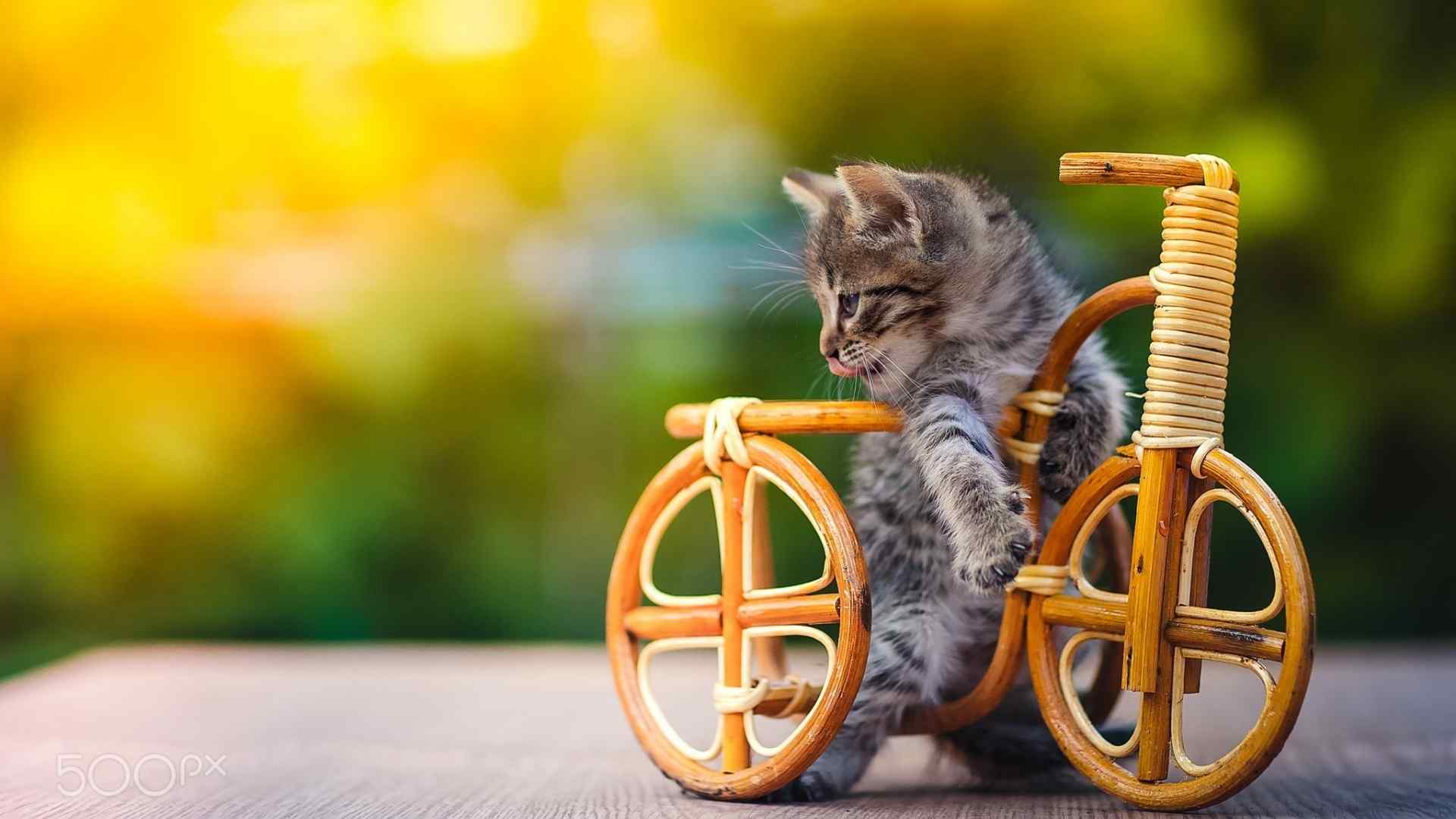 玩具自行车上的可爱小猫咪桌面壁纸