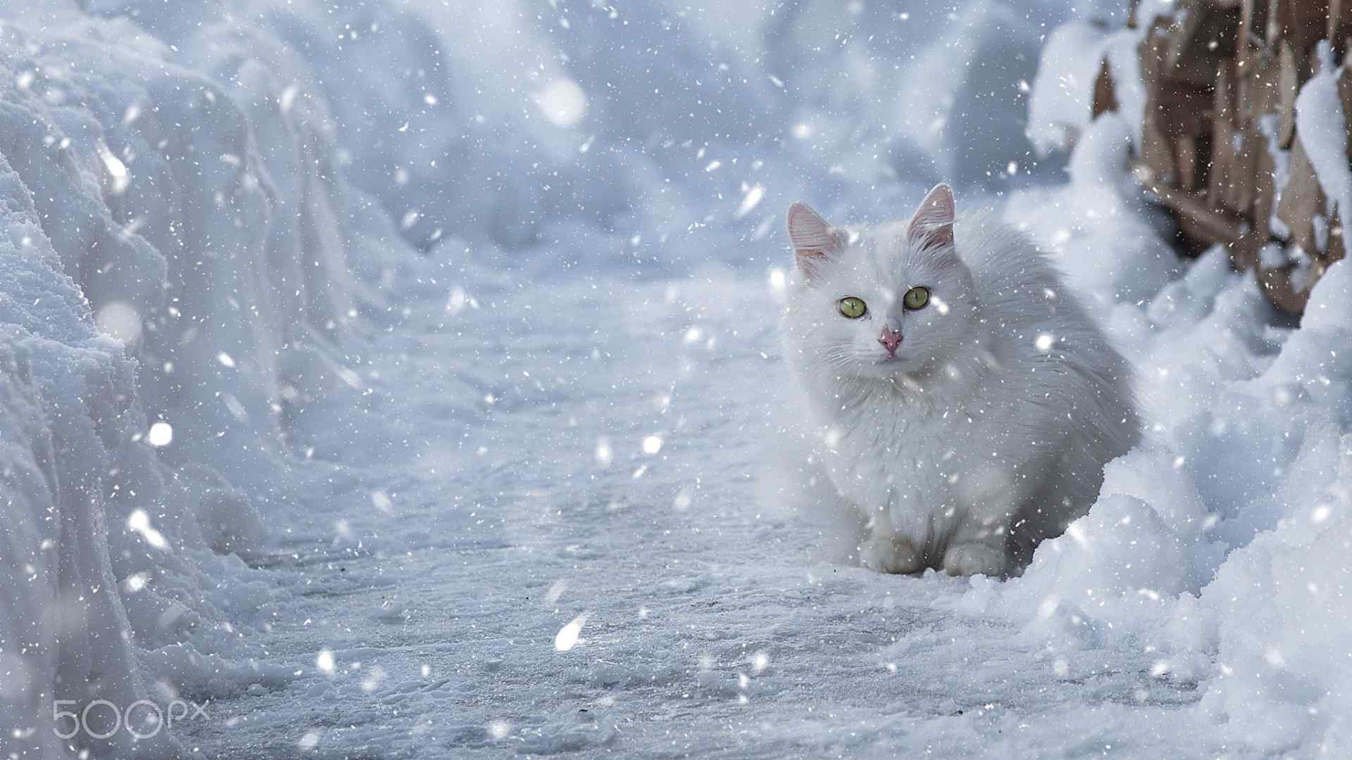 唯美的雪中猫咪桌面壁纸