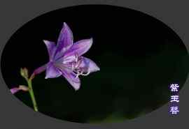 唯美的紫玉簪植物