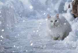 唯美的雪中猫咪桌面壁纸