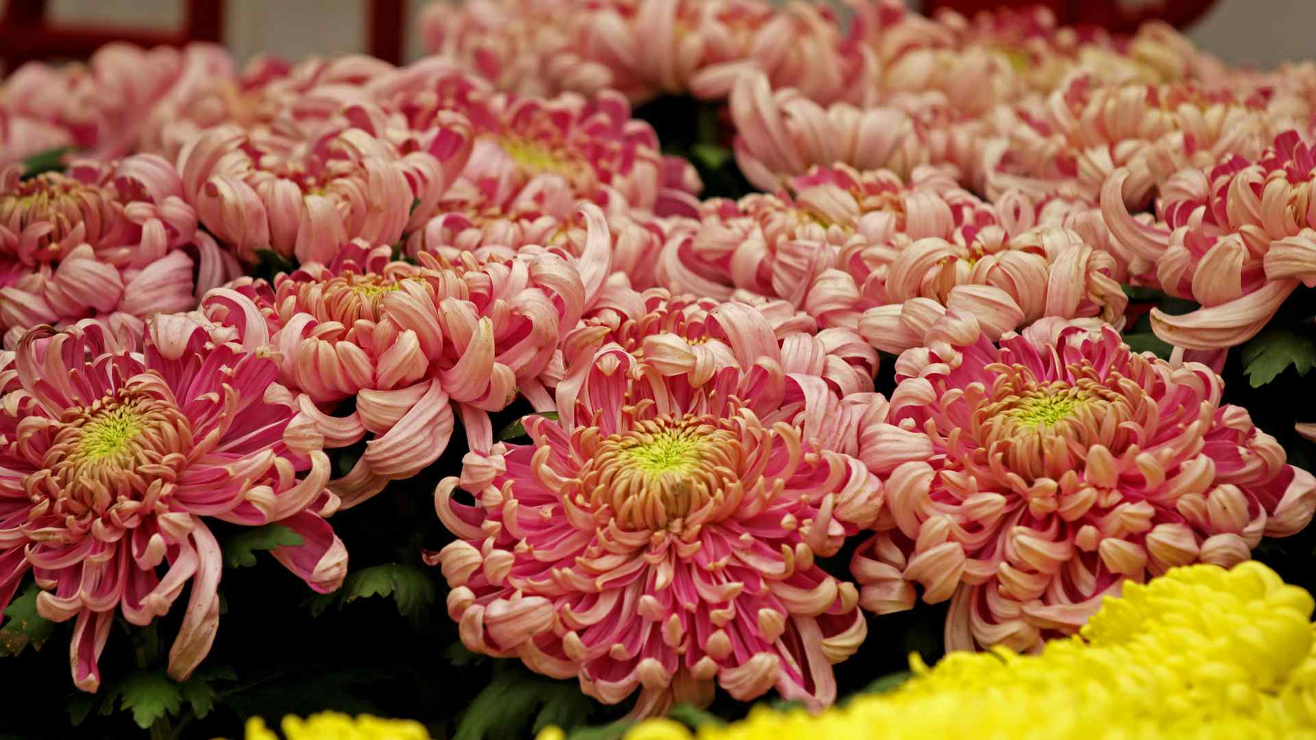 美丽的菊花植物桌面壁纸