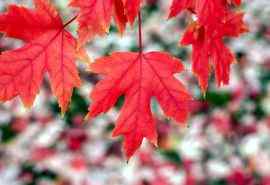 秋天唯美的红叶高