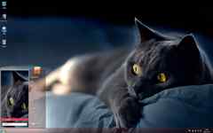 沙发上慵懒可爱的大黑猫Win7主题