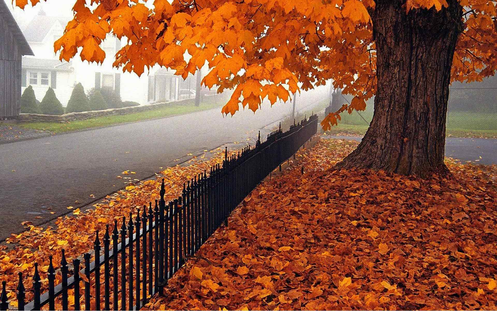 充满意境的秋天落叶高清桌面壁纸