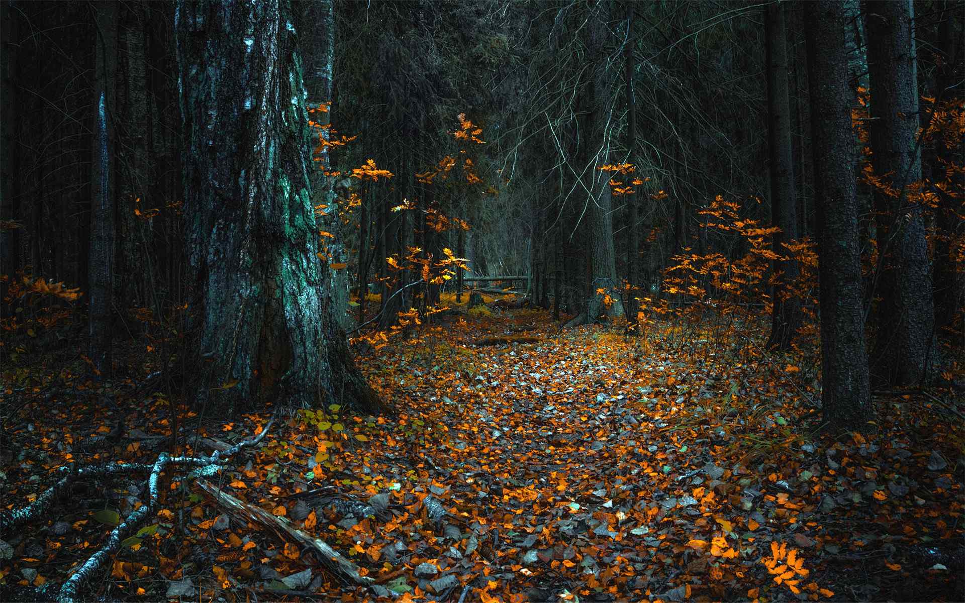 唯美秋季森林风景高清桌面壁纸