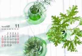 2016年11月日历小清新绿色室内盆栽植物图片电脑桌面壁纸