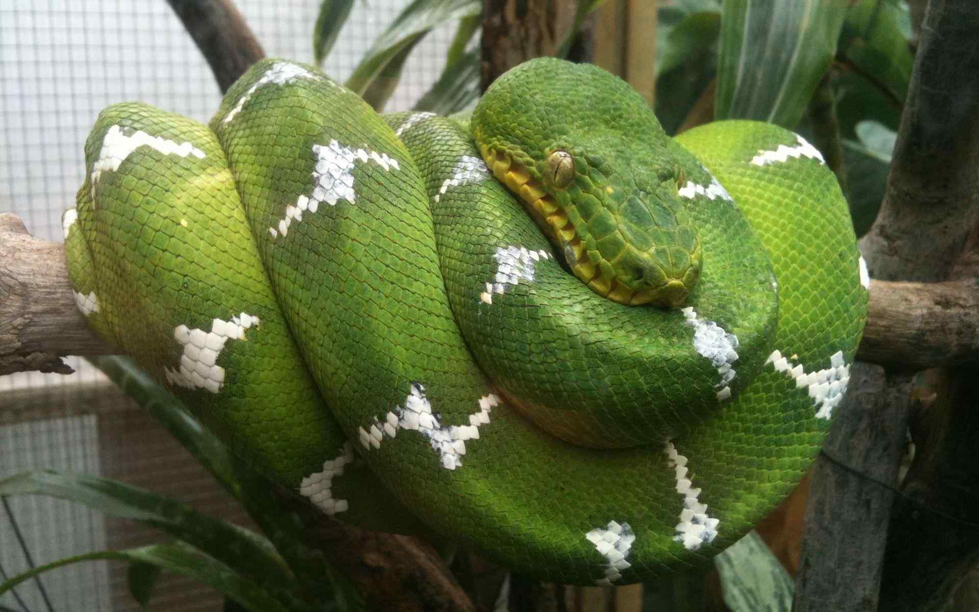 绿色蟒蛇动物图片高清桌面壁纸