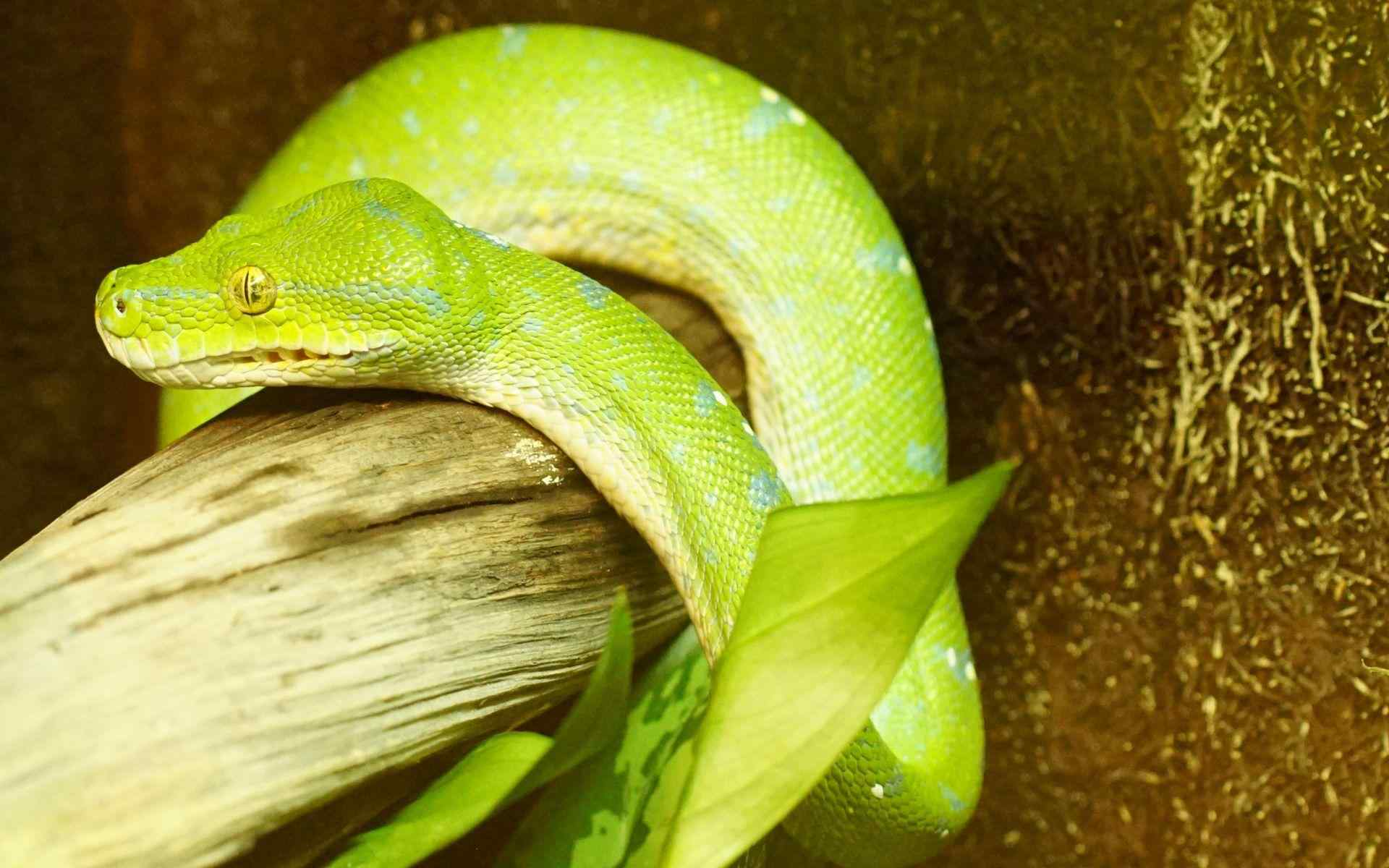 绿色蟒蛇动物图片高清桌面壁纸