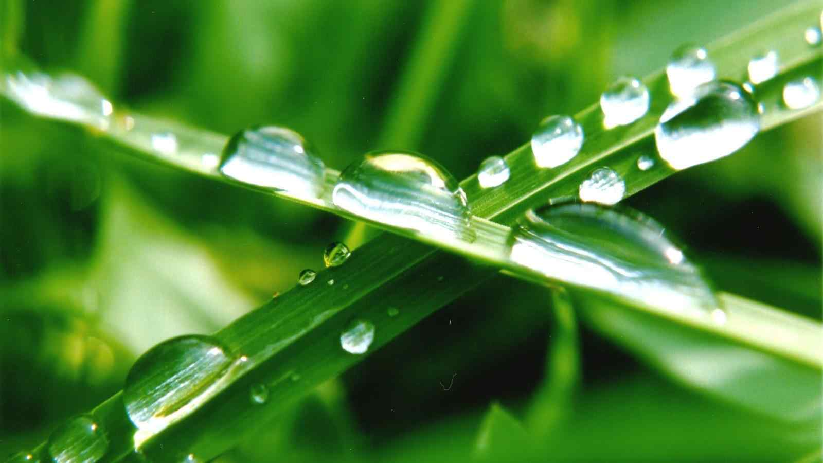 小清新绿色护眼小草与雨露桌面壁纸