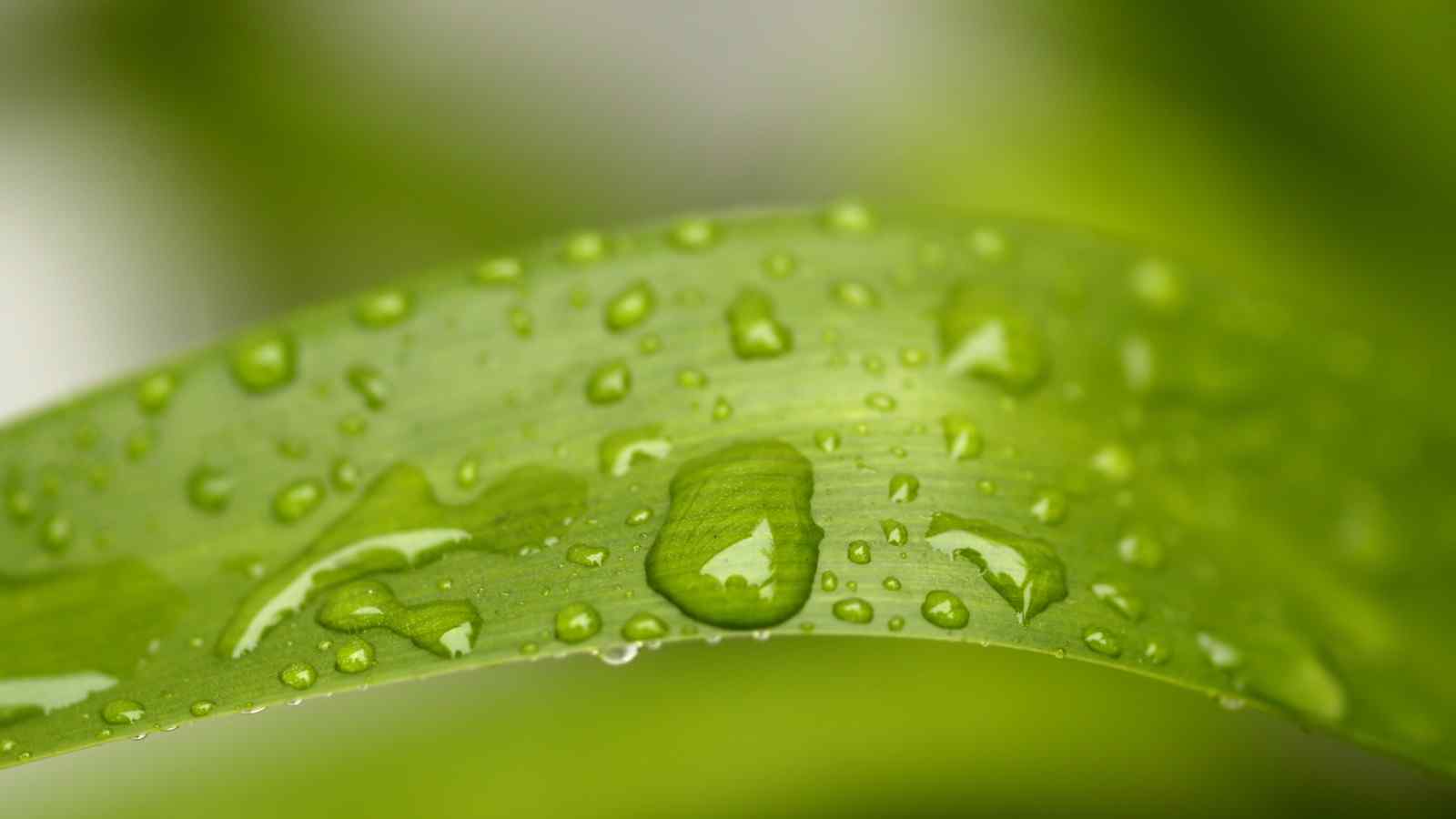 小清新绿叶上晶莹剔透的水滴桌面壁纸