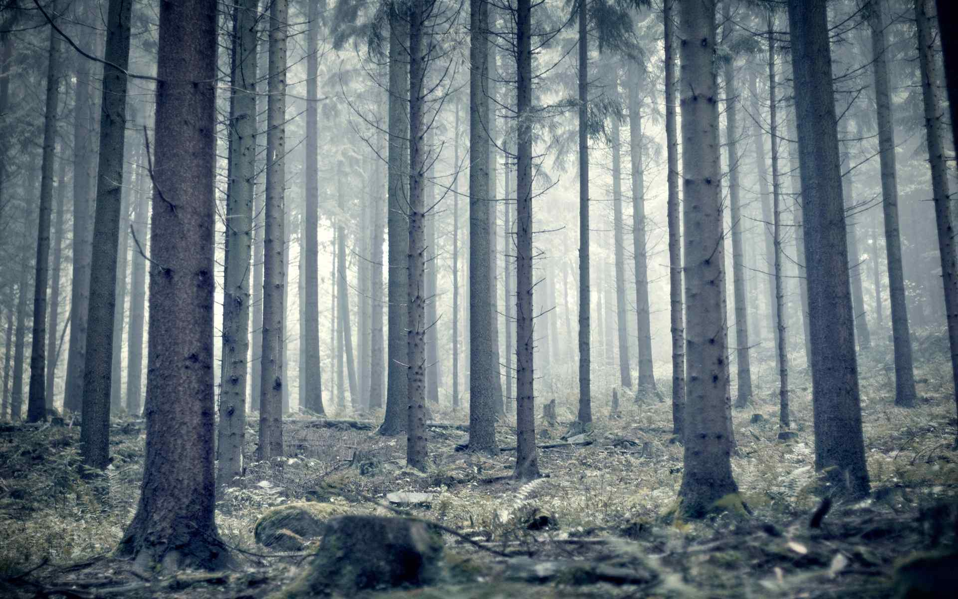唯美的森林风景图片桌面壁纸