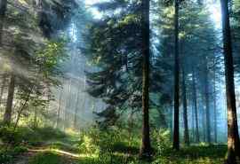 自然森林唯美风景图片高清电脑壁纸