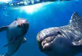 微笑可爱海豚图片