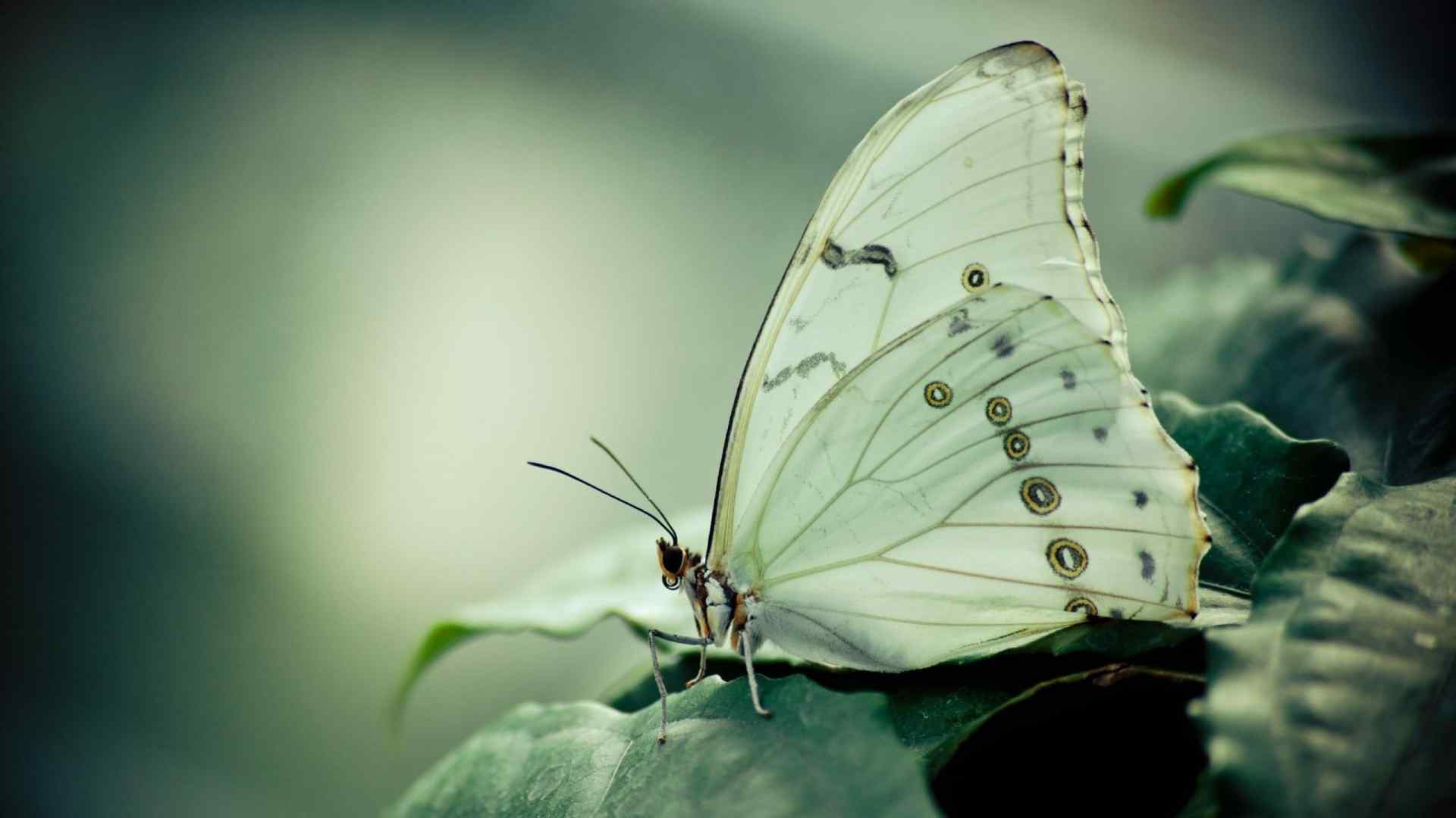 美丽的蝴蝶摄影图片桌面壁纸