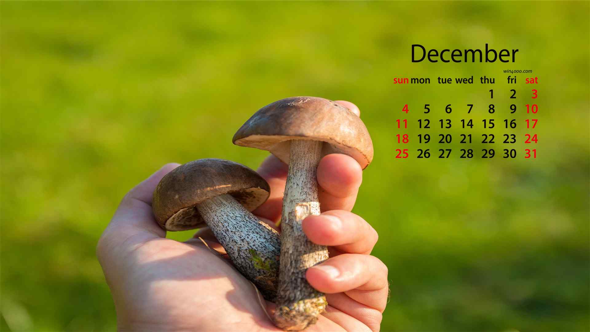 2016年12月日历可爱小清新蘑菇壁纸