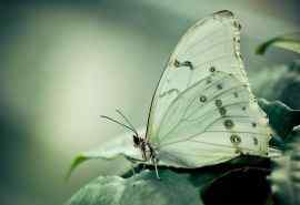 美丽的蝴蝶摄影图
