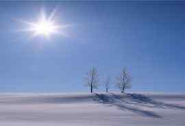 冬天雪景树木高清