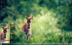 森林中可爱的小鹿