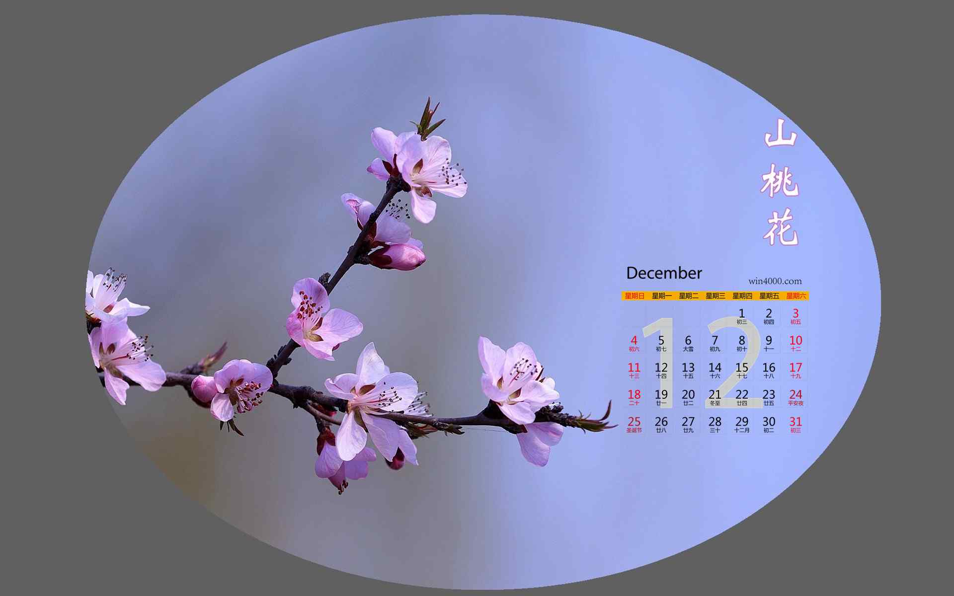 2016年12月日历唯美的山桃花桌面壁纸