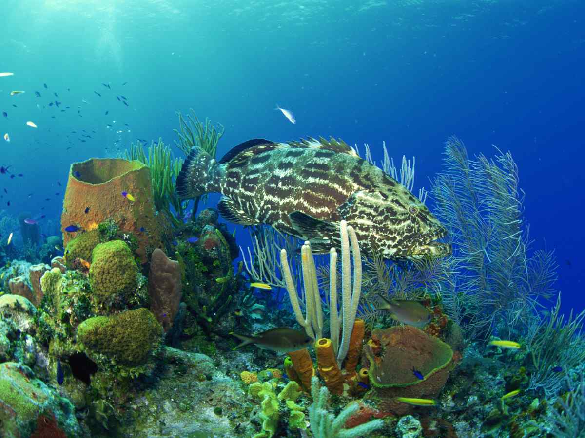 壮观的热带海底世界桌面壁纸