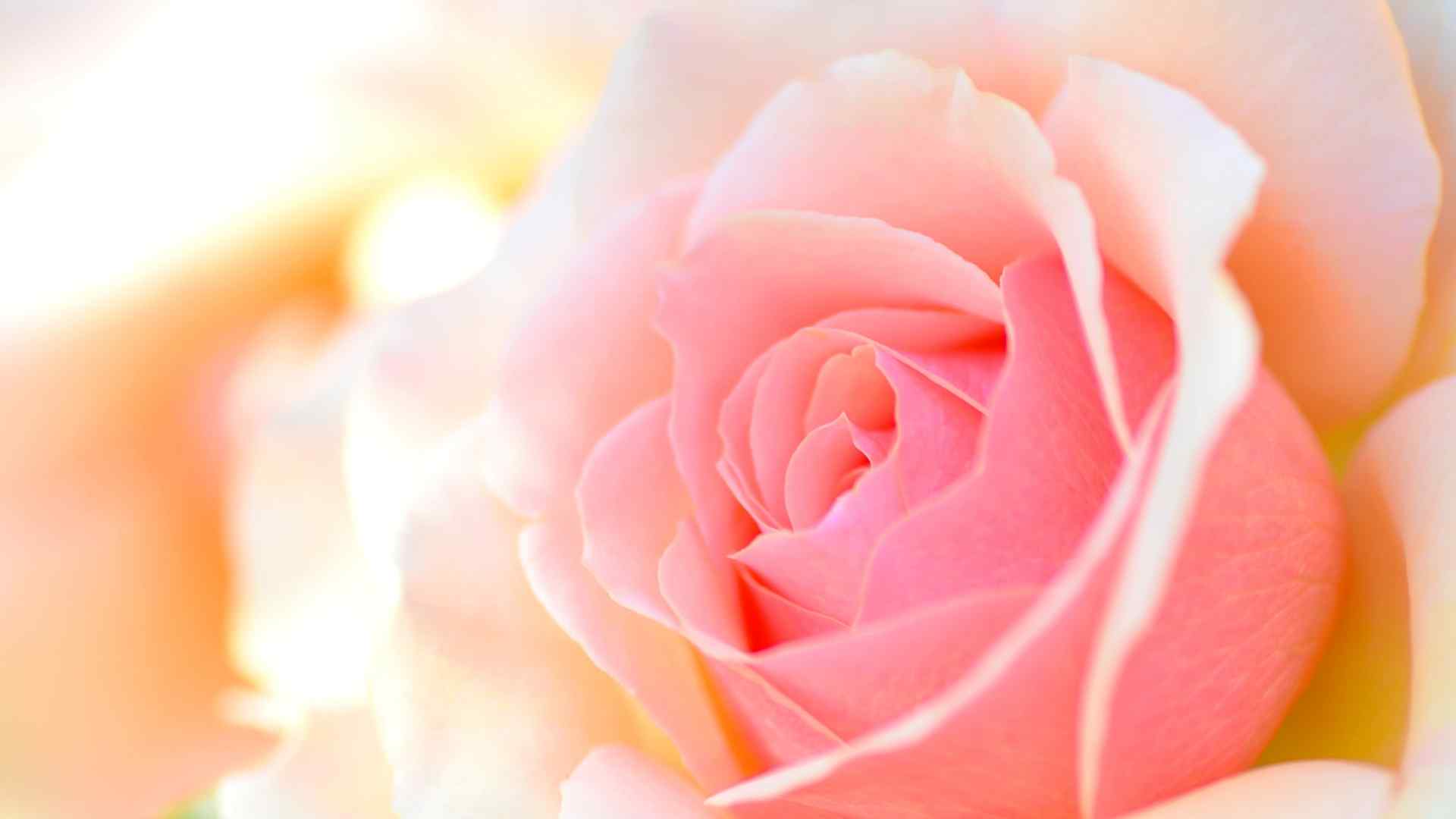 美丽的粉色玫瑰高清桌面壁纸