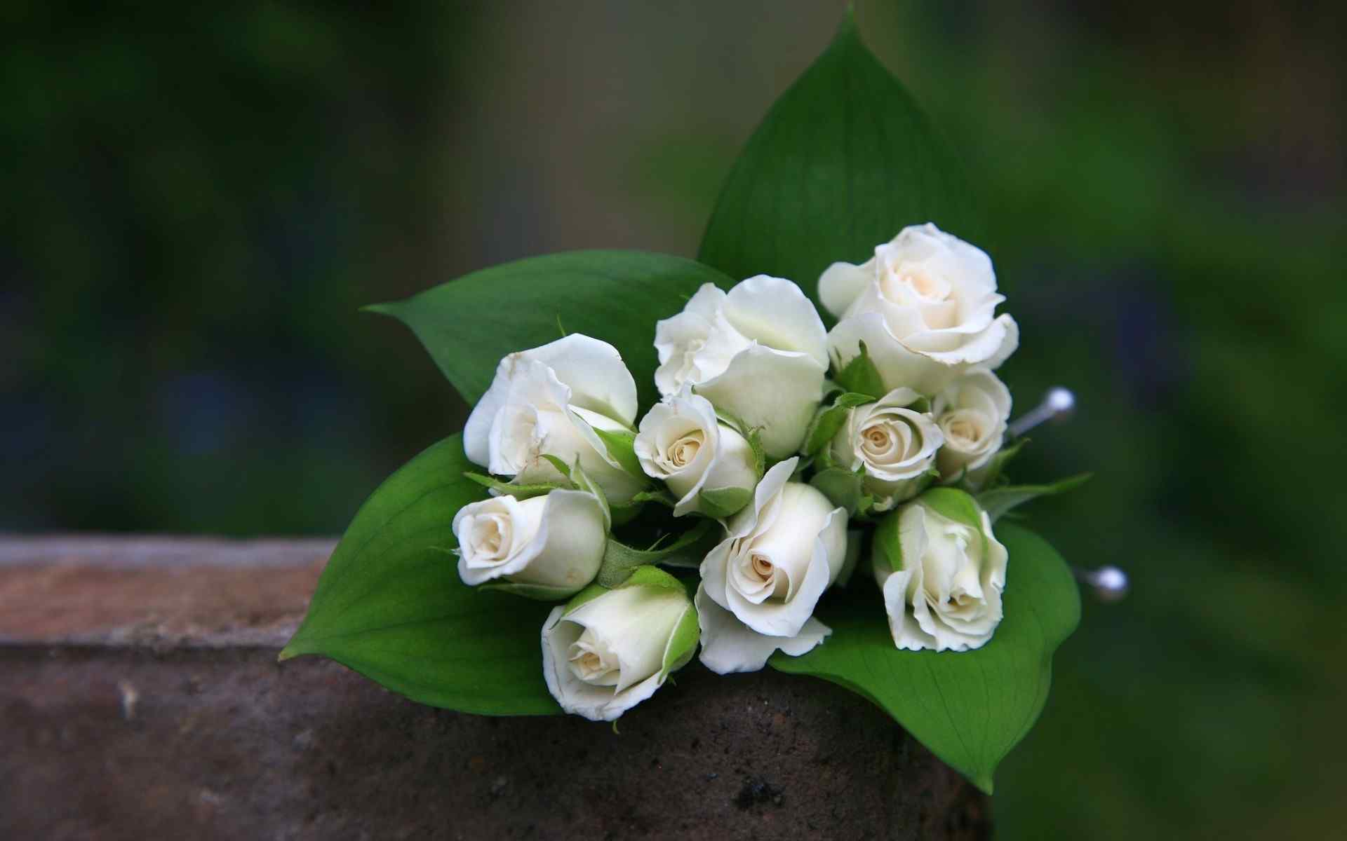 唯美的白玫瑰高清桌面壁纸