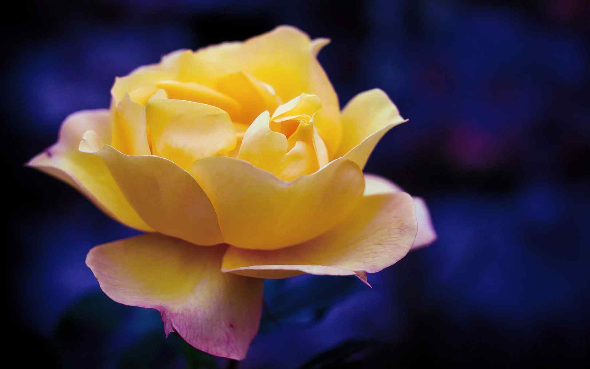 高清黄玫瑰桌面壁纸图片