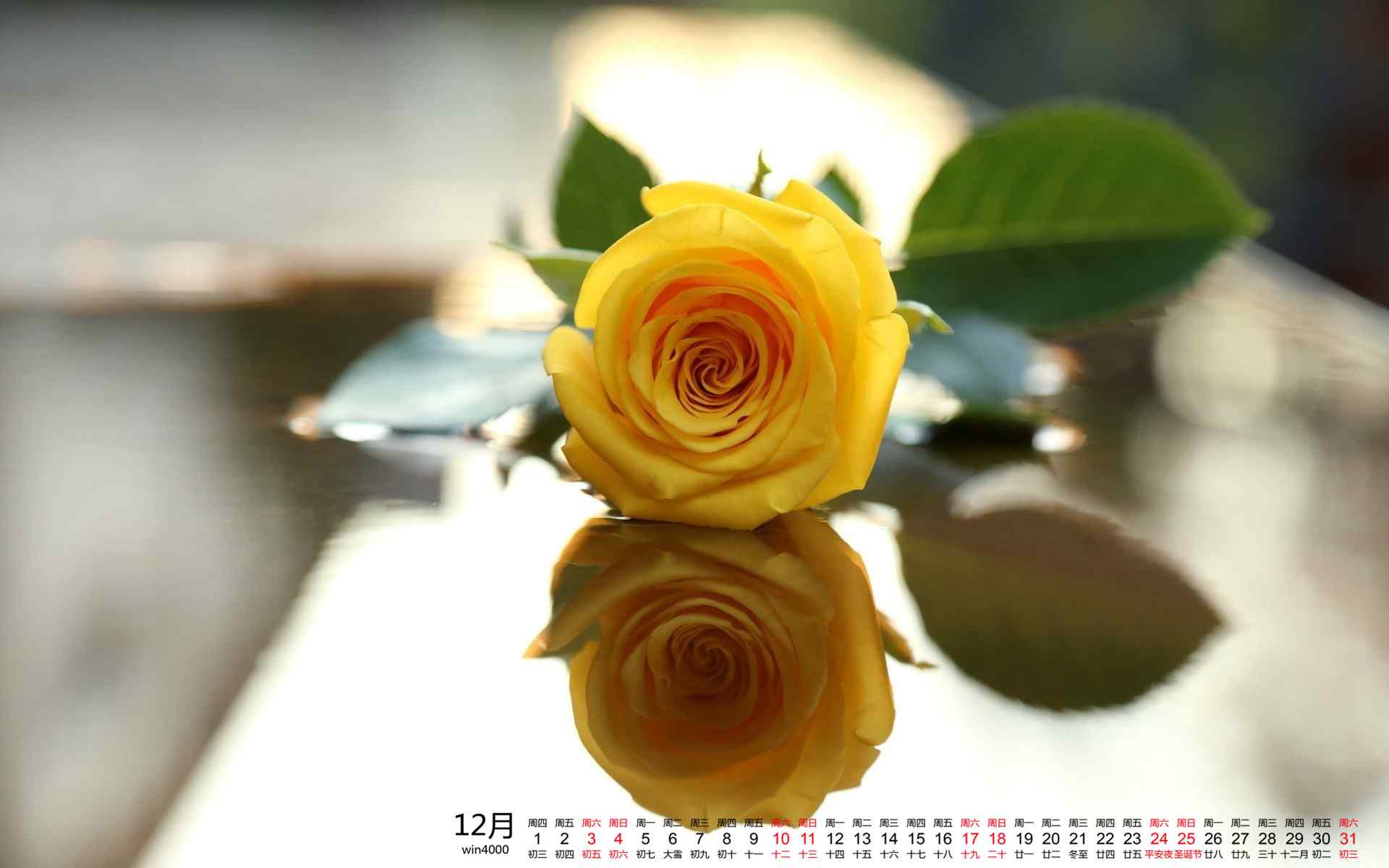 2016年12月日历美丽玫瑰花高清桌面壁纸