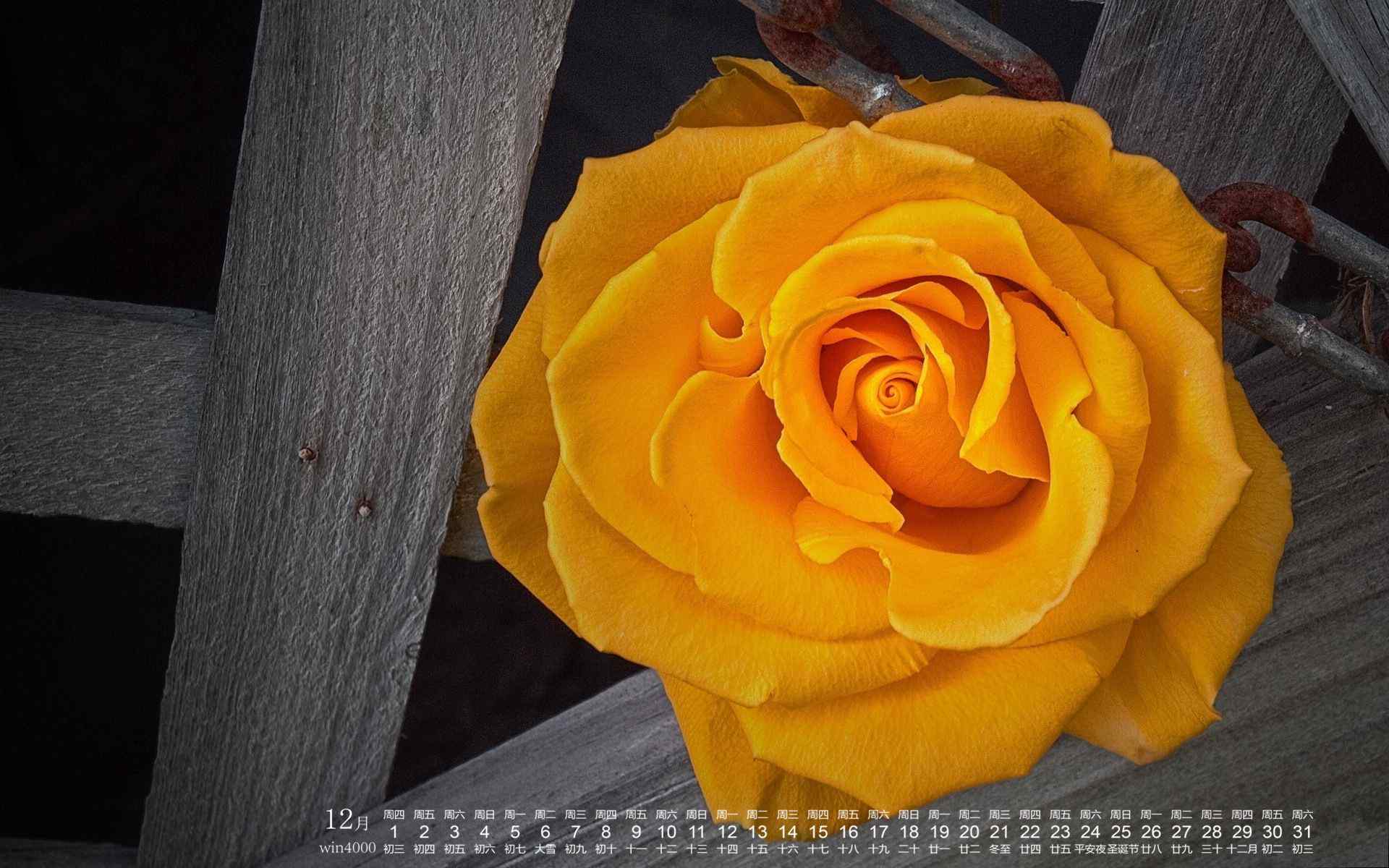 2016年12月日历美丽玫瑰花高清桌面壁纸