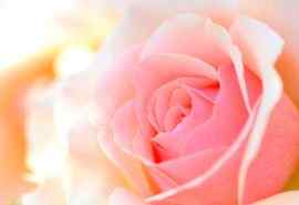美丽的粉色玫瑰高