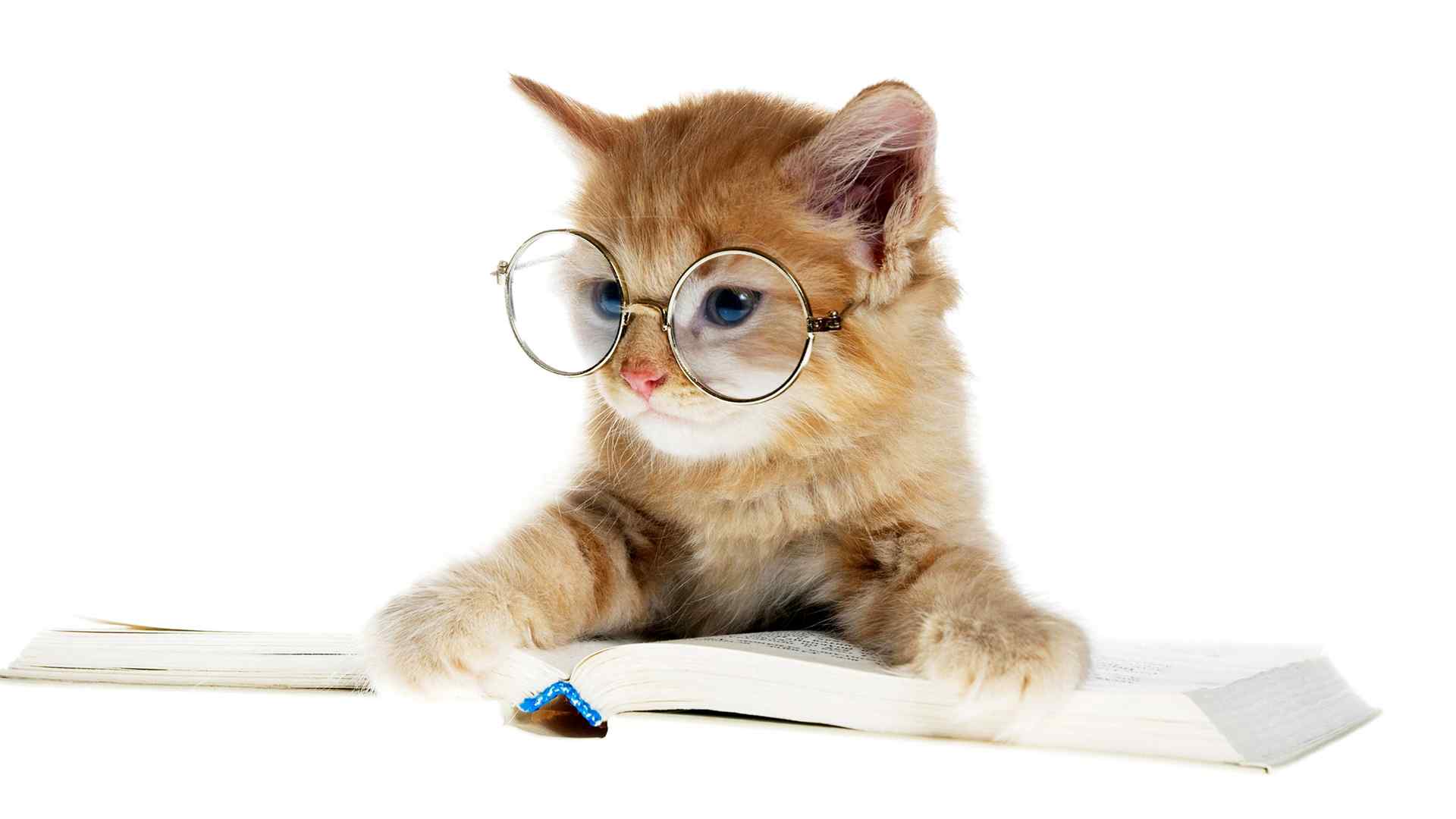 搞怪戴眼镜的小猫咪可爱桌面壁纸
