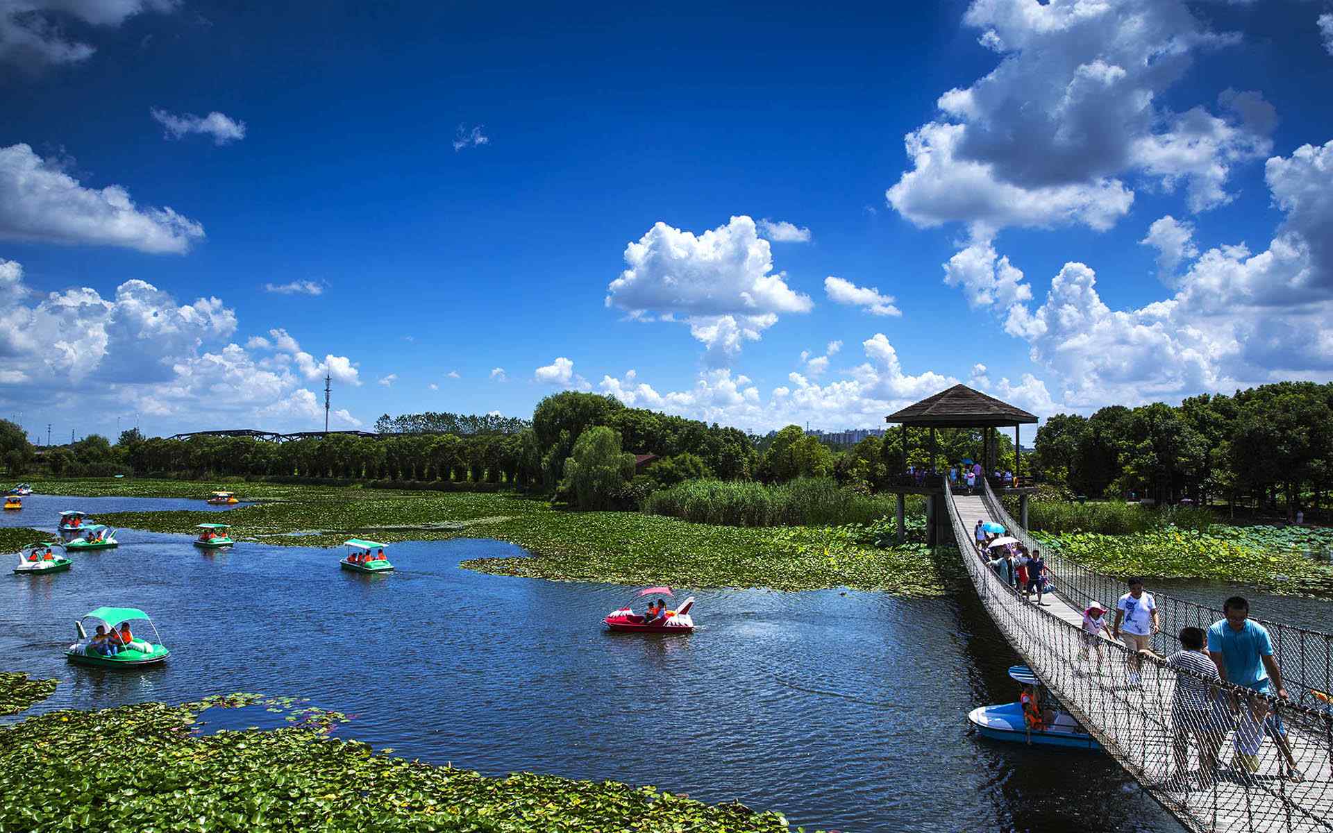 美丽的山东胶州湿地公园风景桌面壁纸