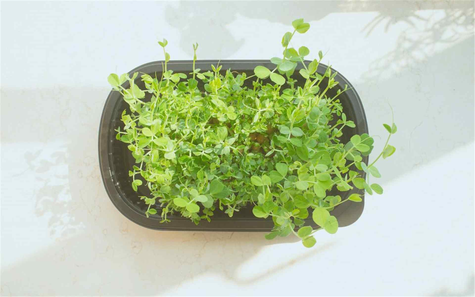 小清新绿色植物图片高清桌面壁纸