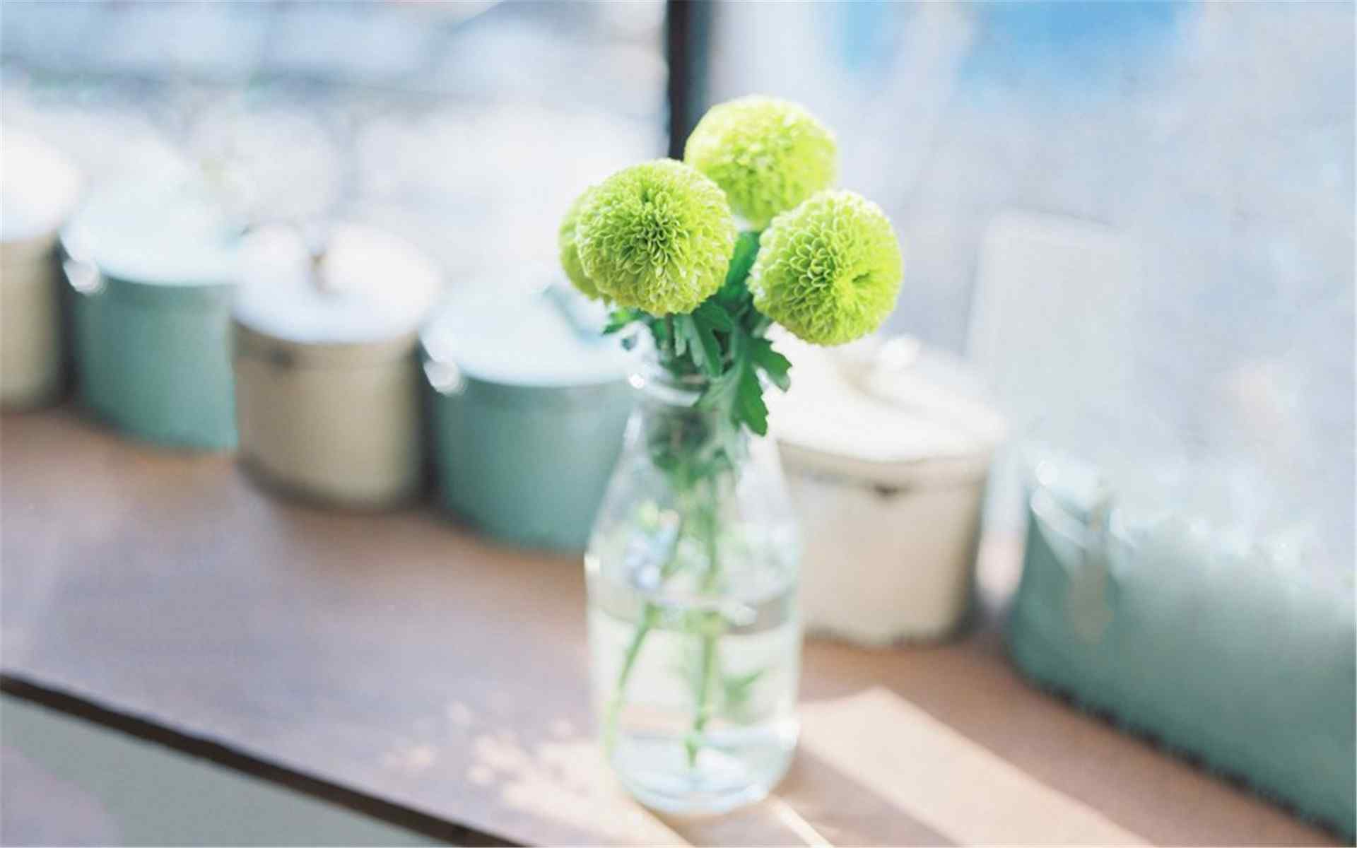 小清新绿色植物图片高清桌面壁纸