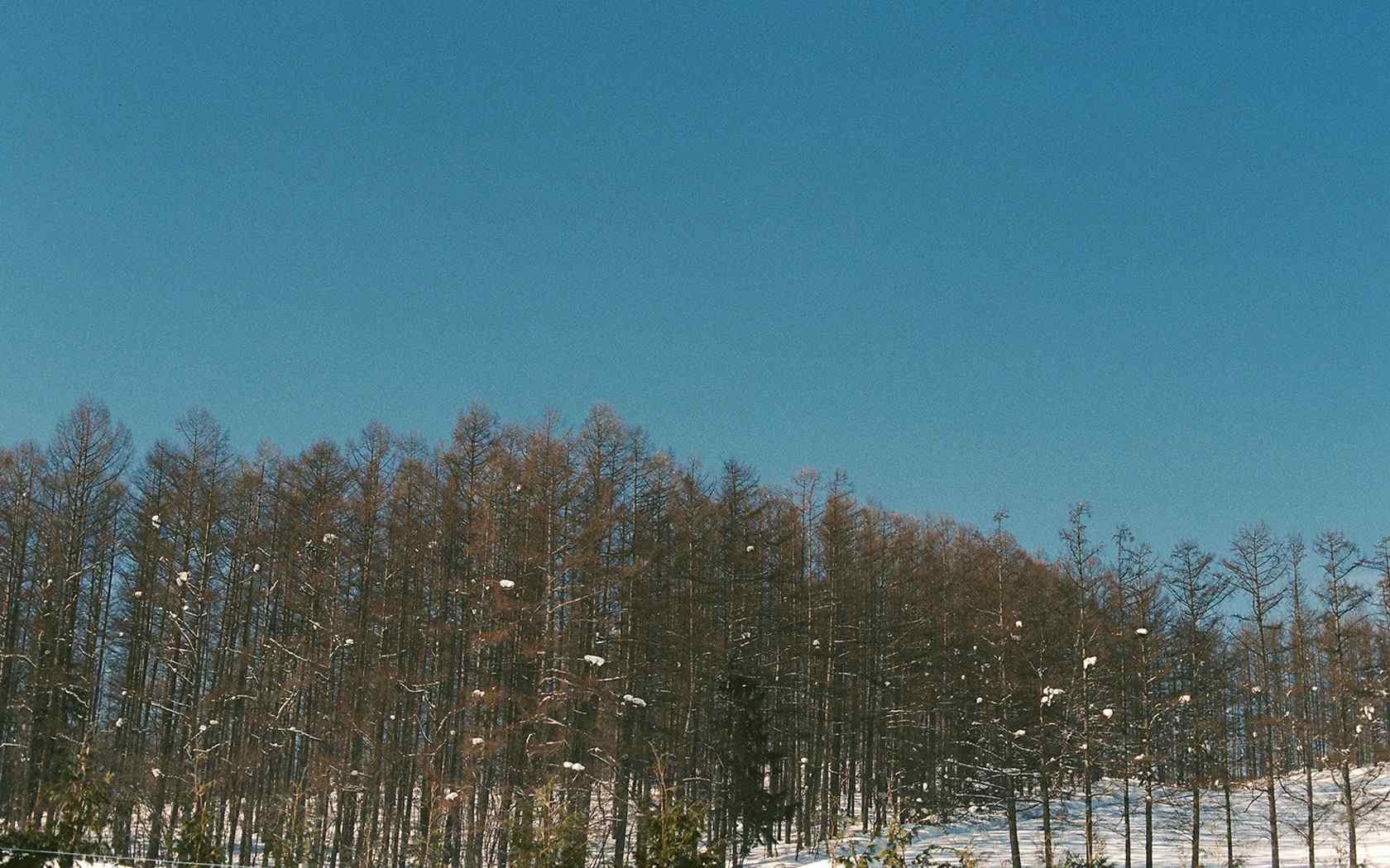 唯美的日本北海道雪景图片桌面壁纸