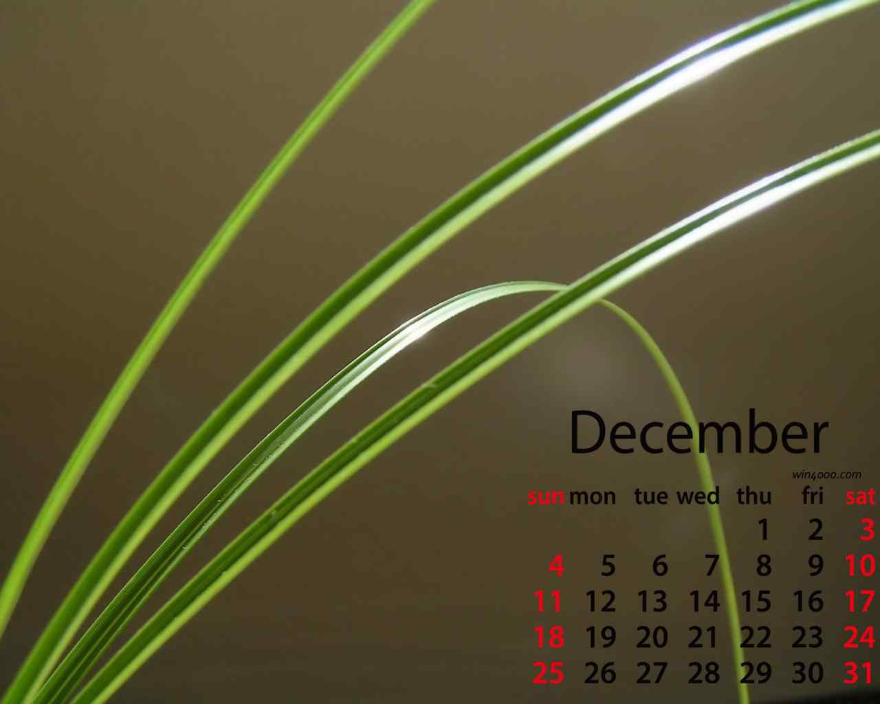 2016年12月日历小清新护眼绿色植物壁纸