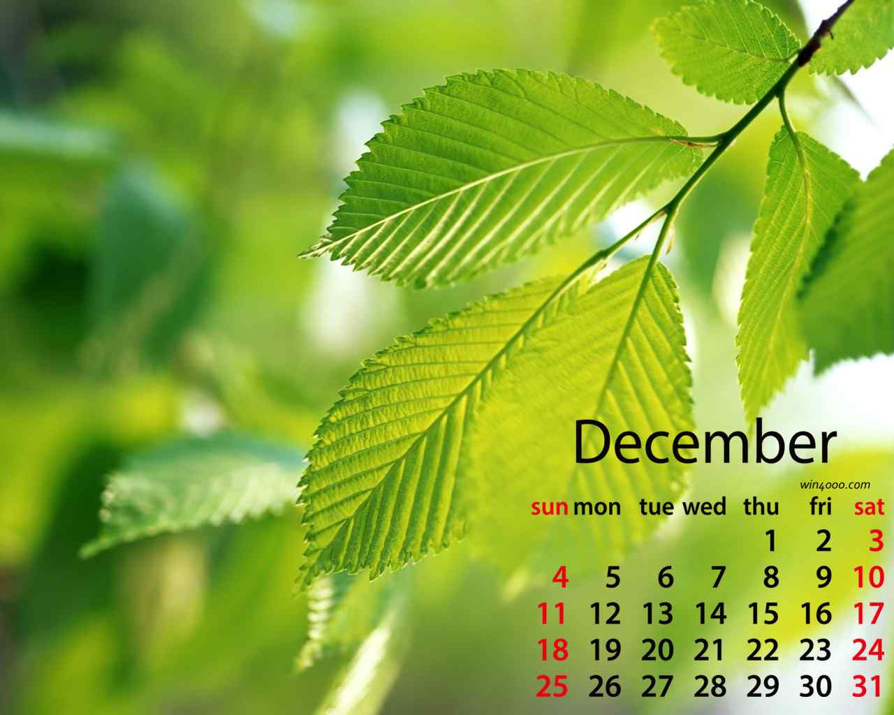 2016年12月日历小清新护眼绿色植物壁纸