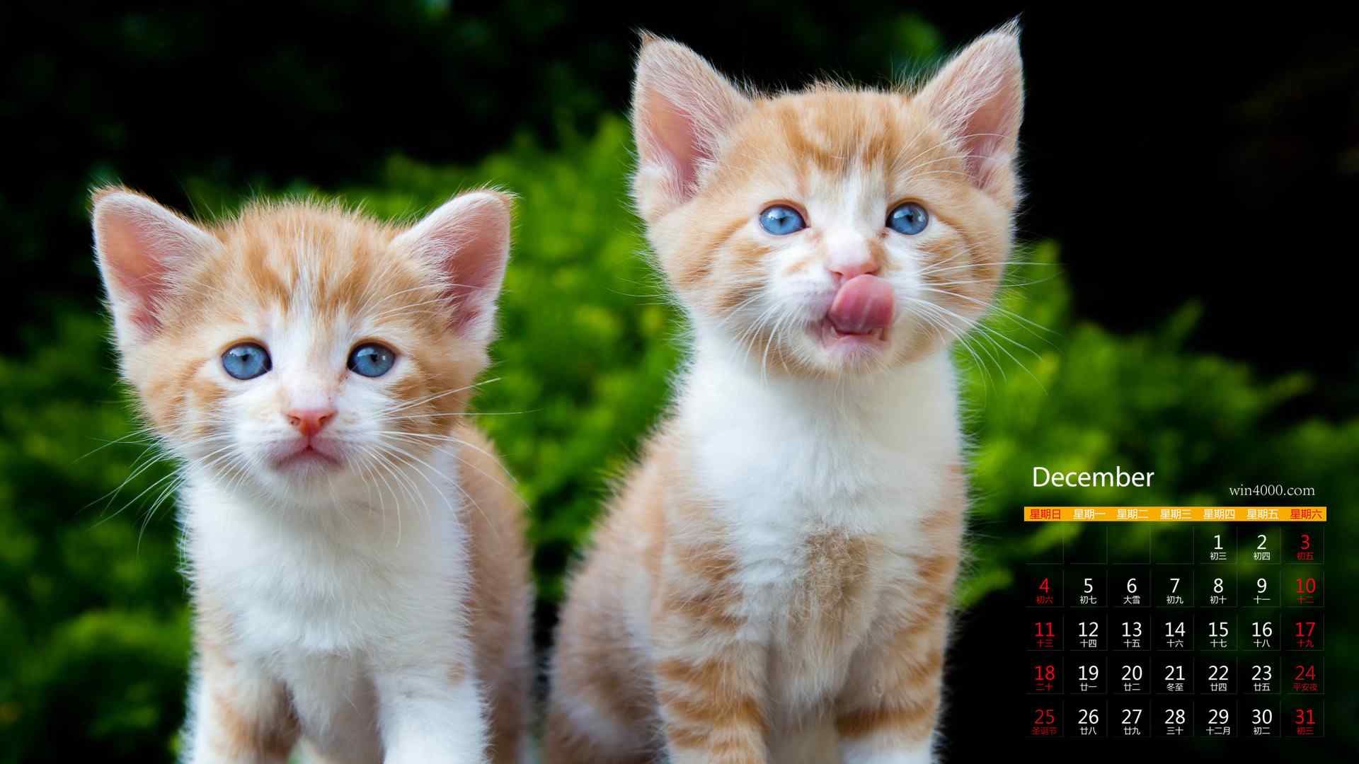 2016年12月日历可爱猫咪卖萌桌面壁纸