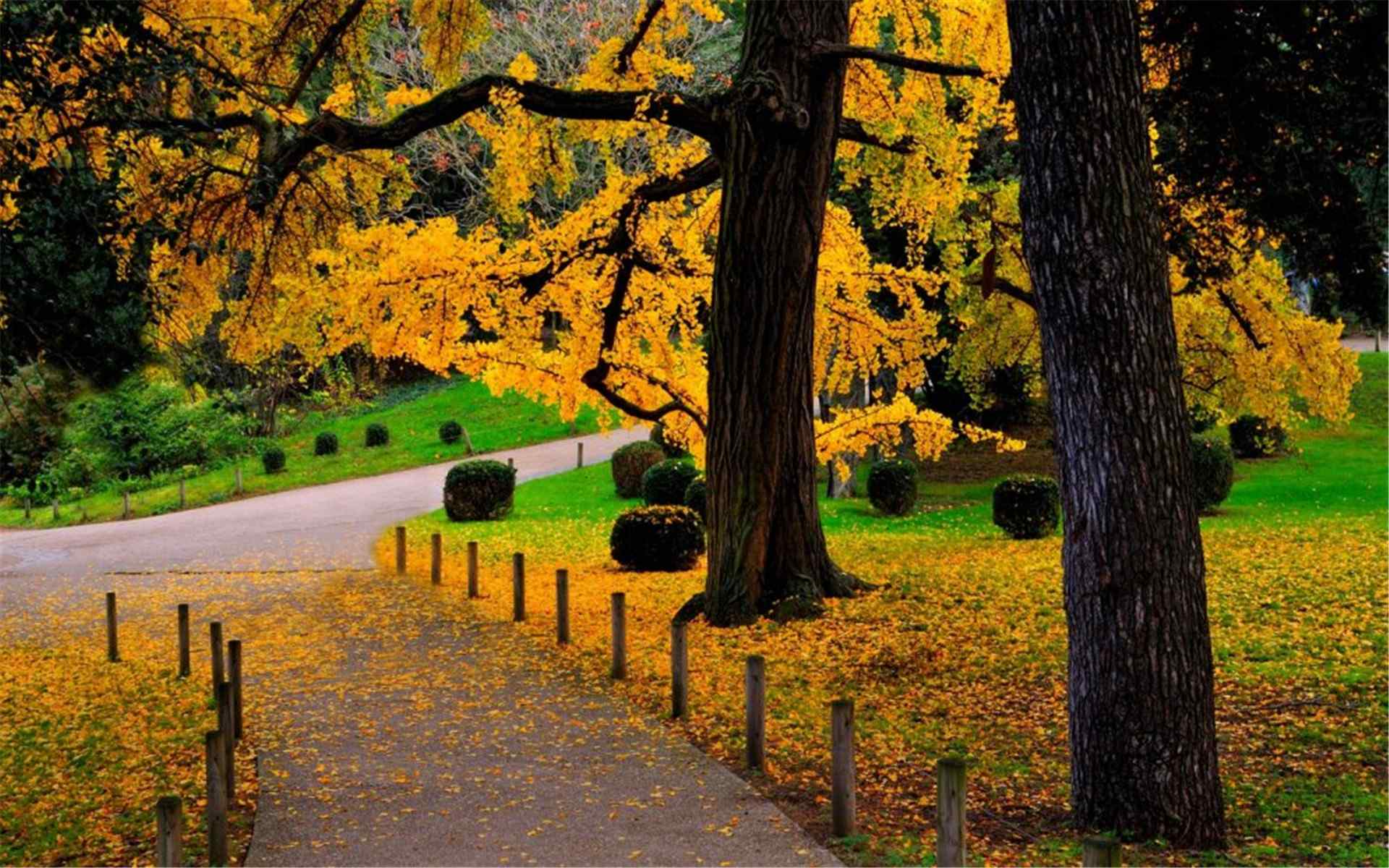 好看的秋天枫叶风景图片高清桌面壁纸