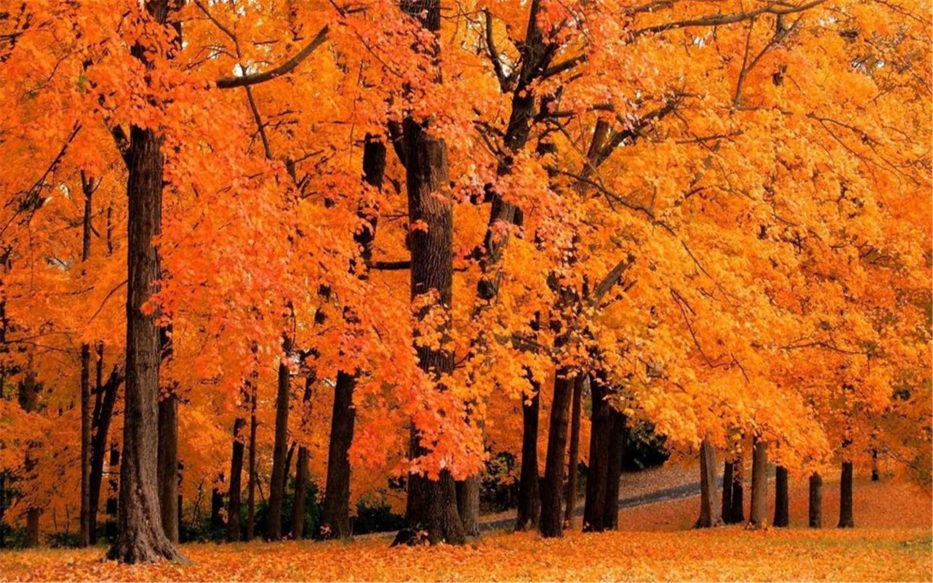 好看的秋天枫叶风景图片高清桌面壁纸