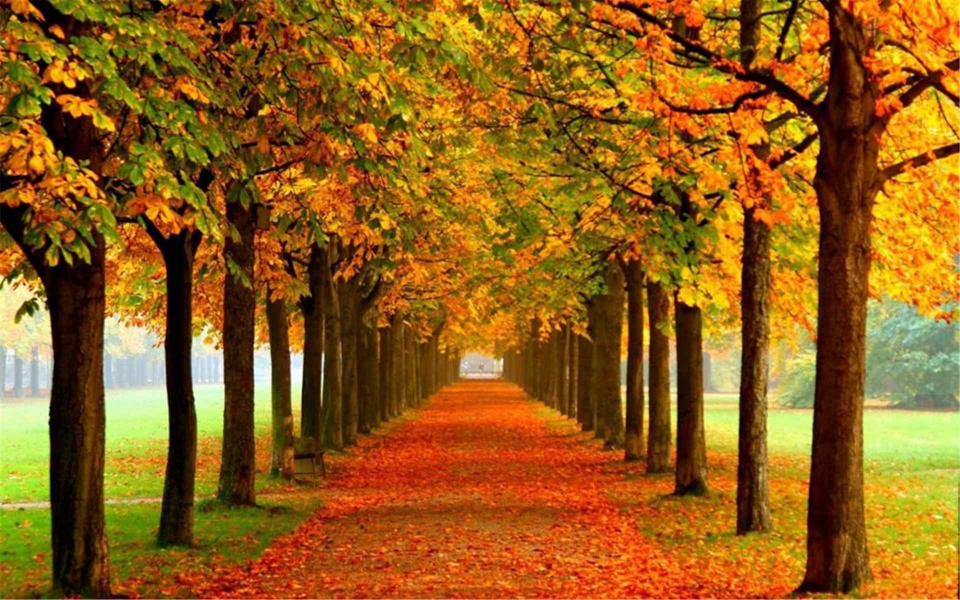 唯美秋季红枫公园迷人风景高清桌面壁纸