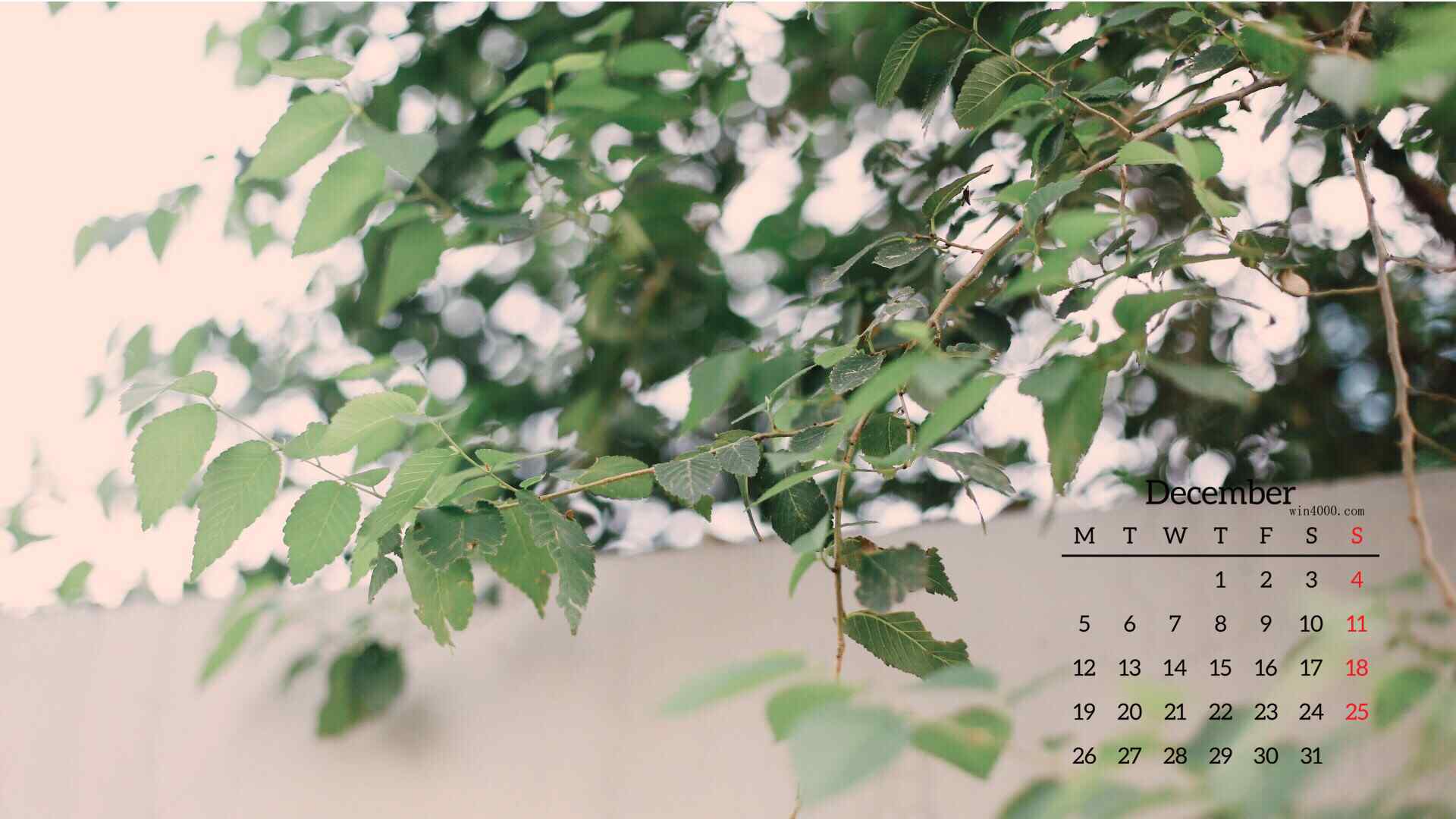 2016年12月日历小清新植物高清壁纸