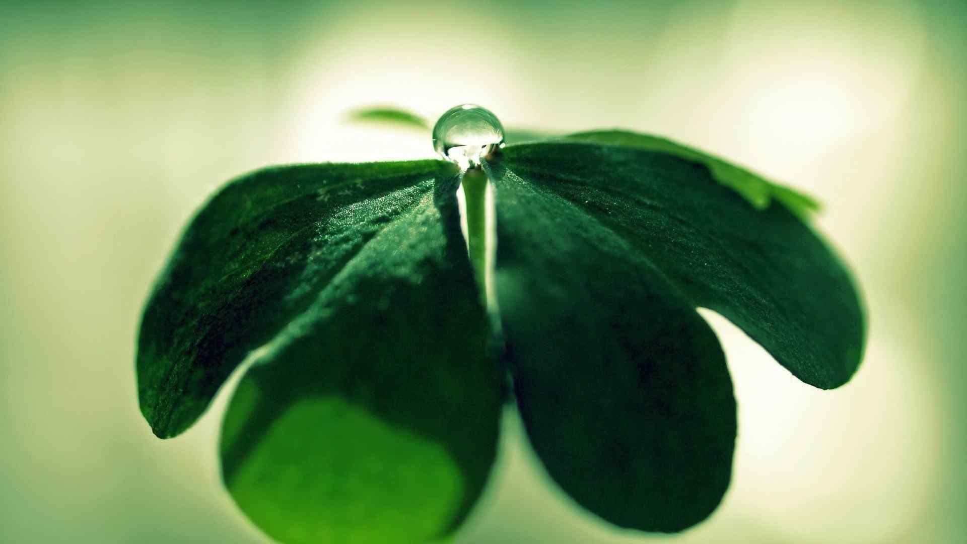 绿色植物高清桌面护眼壁纸