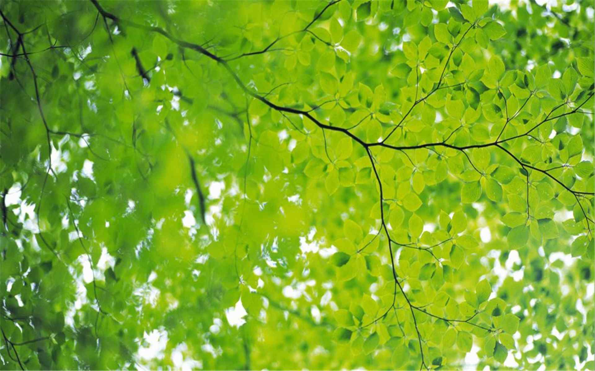 唯美绿色叶子高清护眼壁纸