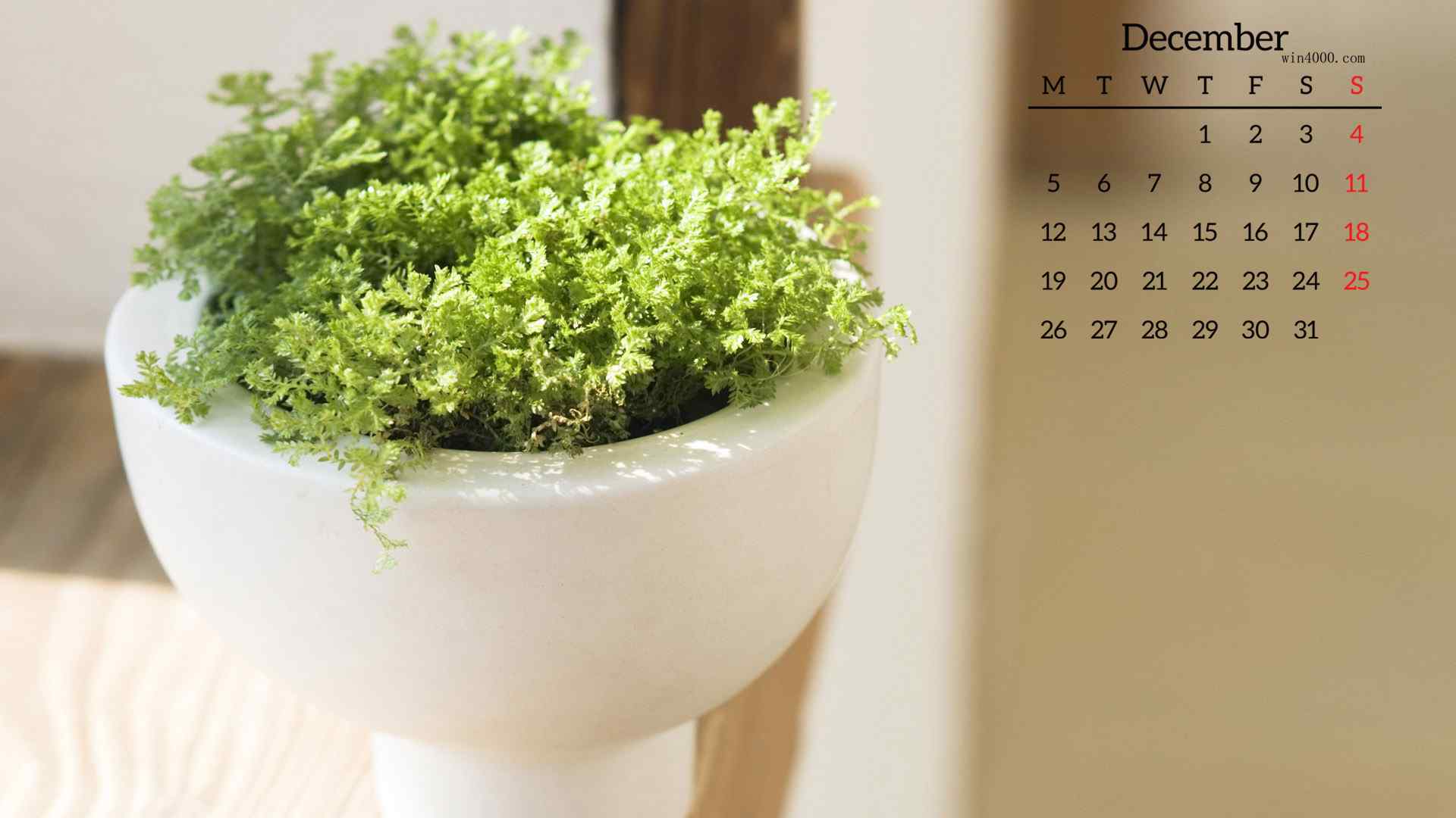 2016年12月日历壁纸之清新绿色护眼盆栽植物